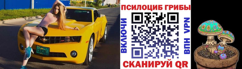 купить наркотик  Кодинск  hydra рабочий сайт  Псилоцибиновые грибы Psilocybine cubensis 